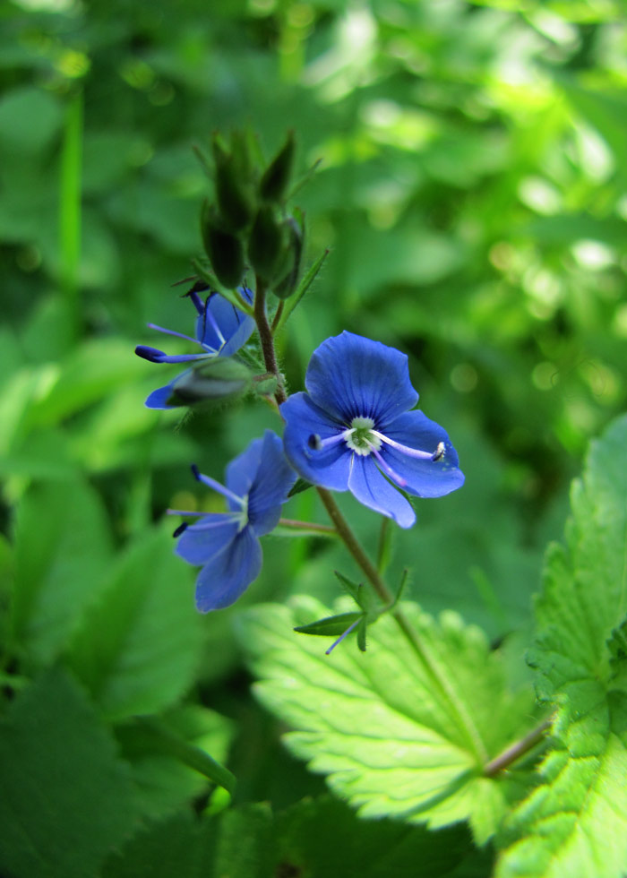 photo "***" tags: nature, flowers