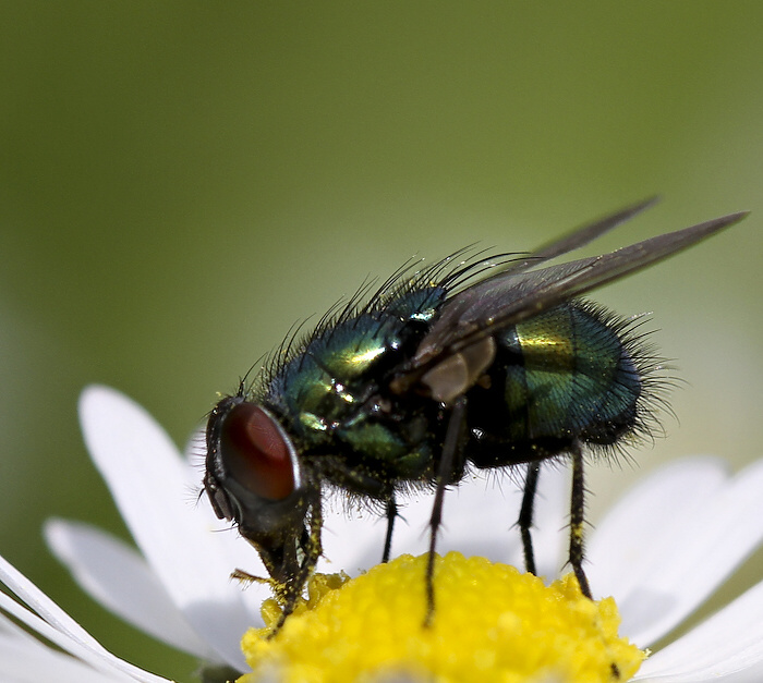 photo "***" tags: nature, insect