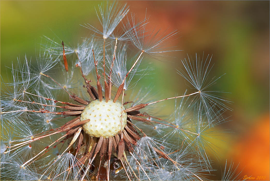 photo "Declining years..." tags: nature, macro and close-up, 