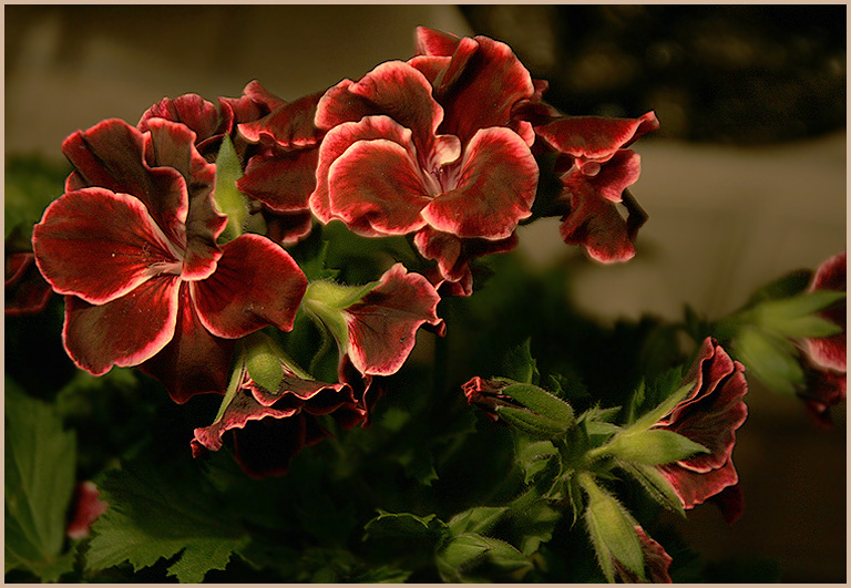 photo "The Velvet" tags: nature, flowers