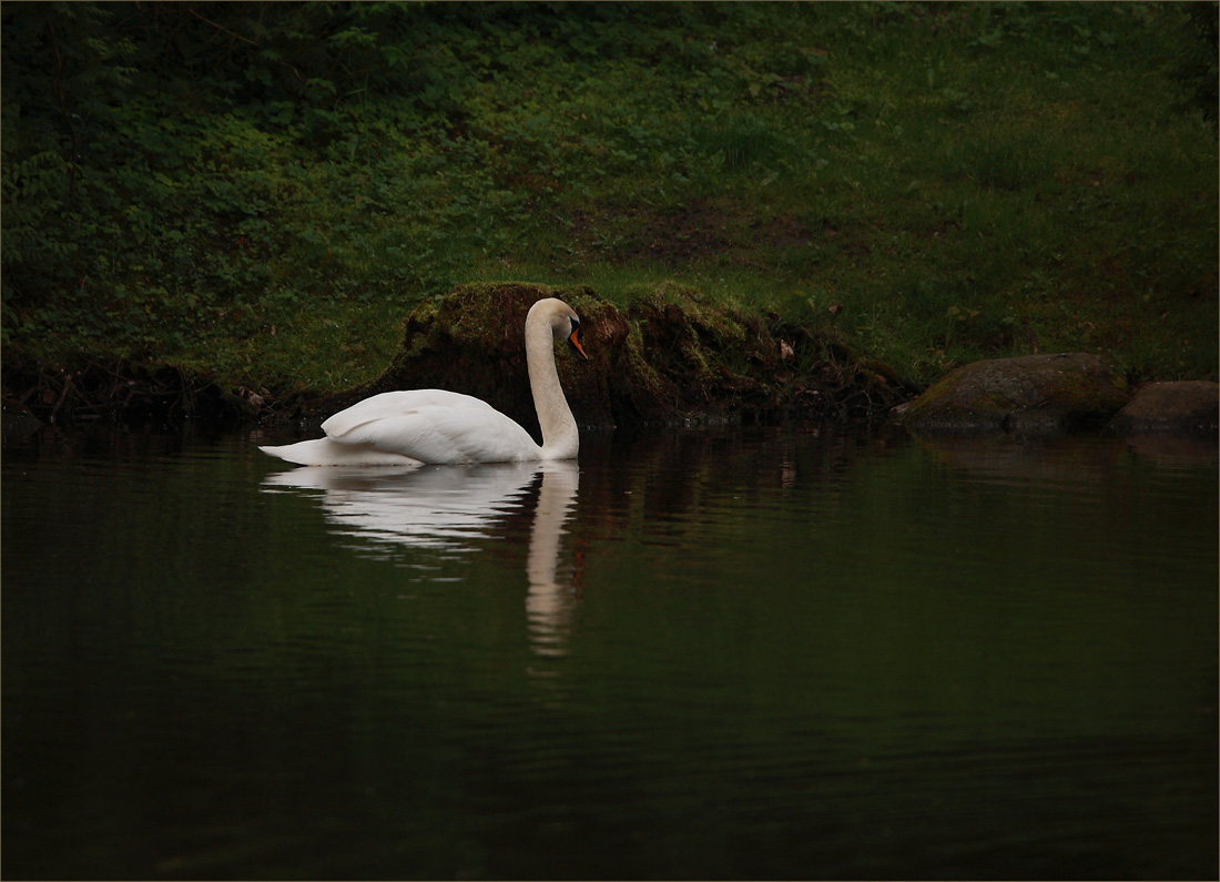 photo "Sad and lonely" tags: nature, landscape, water, wild animals