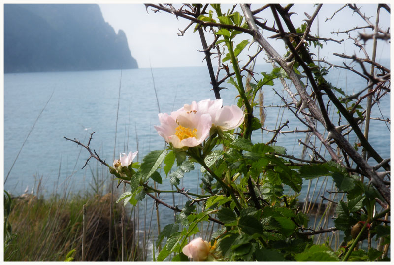 photo "***" tags: nature, flowers