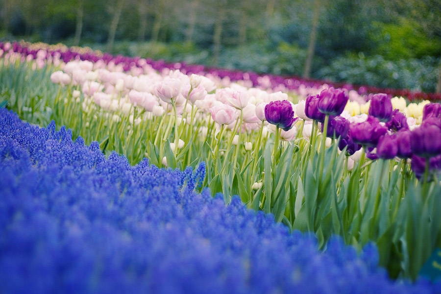 photo "flowersea" tags: landscape, nature, flowers, spring