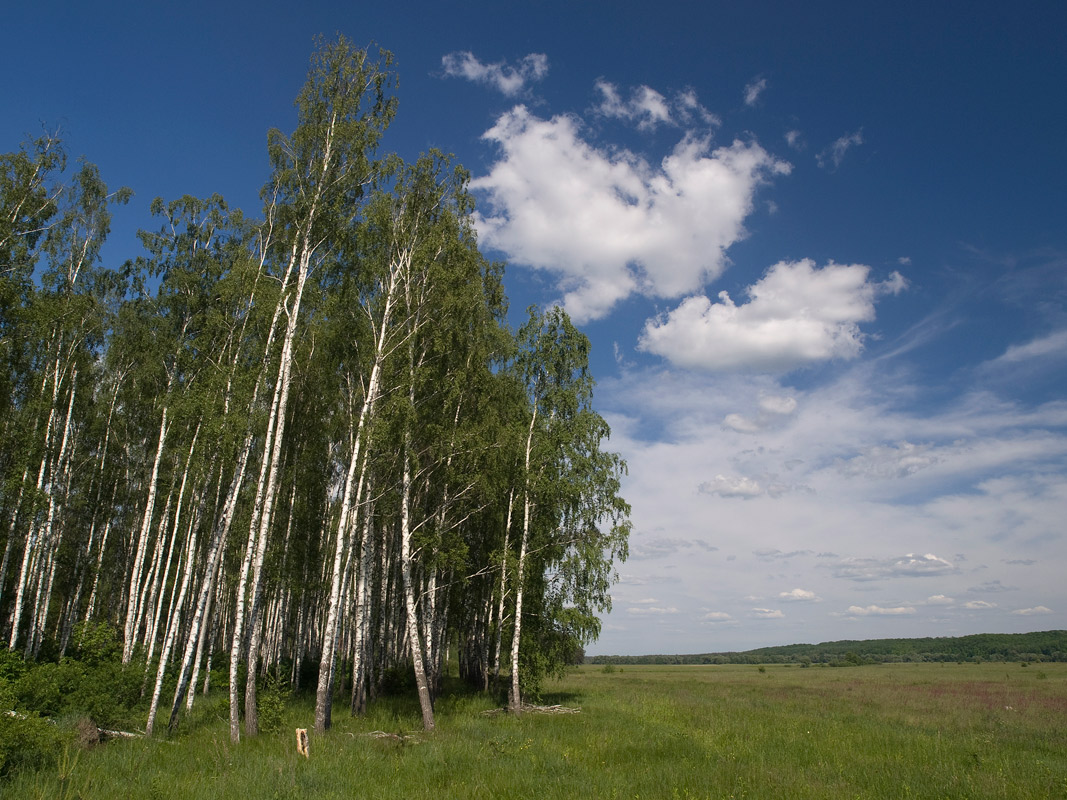 photo "***" tags: landscape, forest