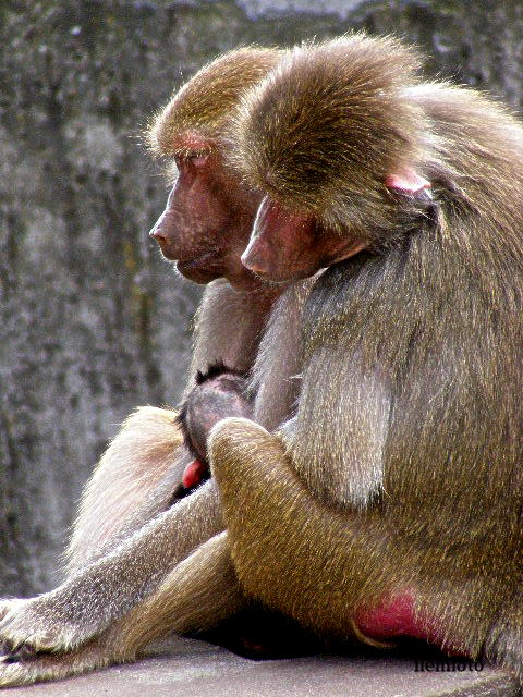 photo "Friends." tags: nature, pets/farm animals