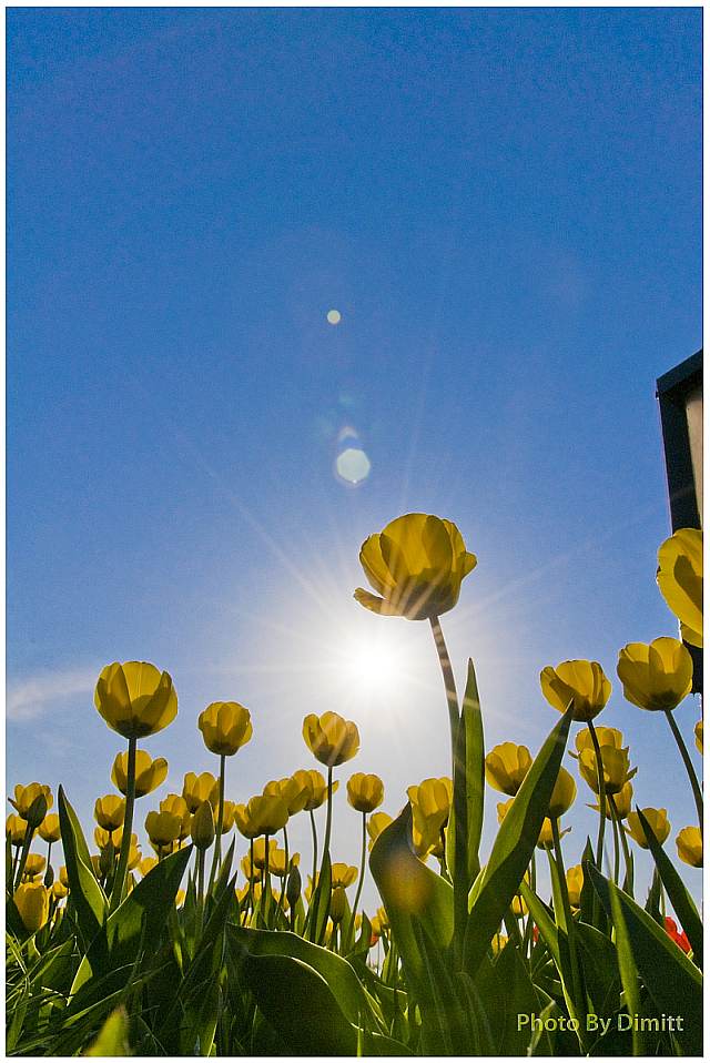 photo "***" tags: nature, flowers