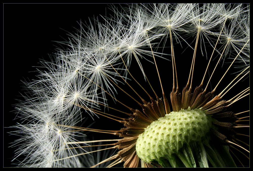 фото "fly" метки: природа, цветы