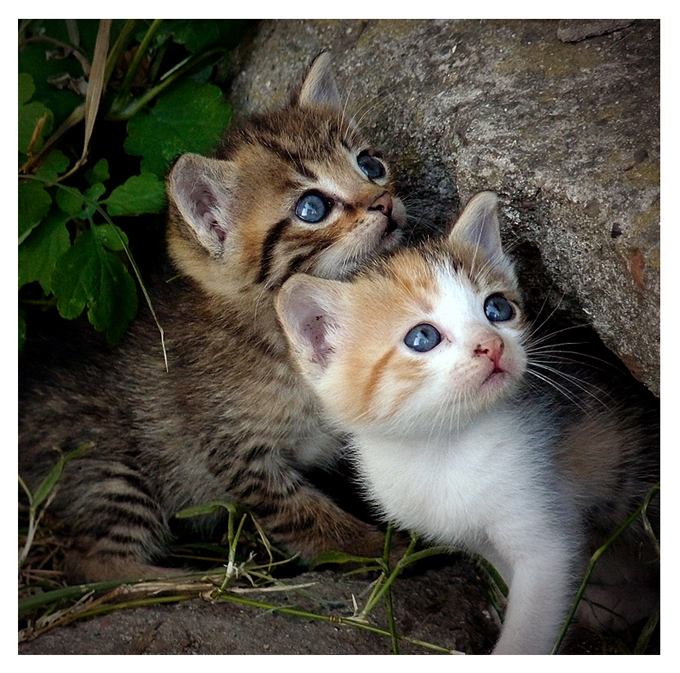 фото "***" метки: природа, домашние животные