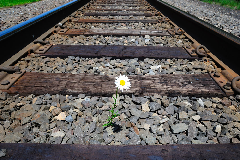 photo "***" tags: genre, nature, flowers