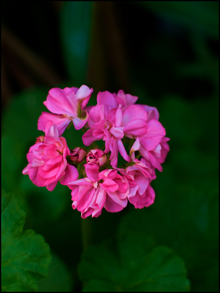 photo "***" tags: nature, flowers