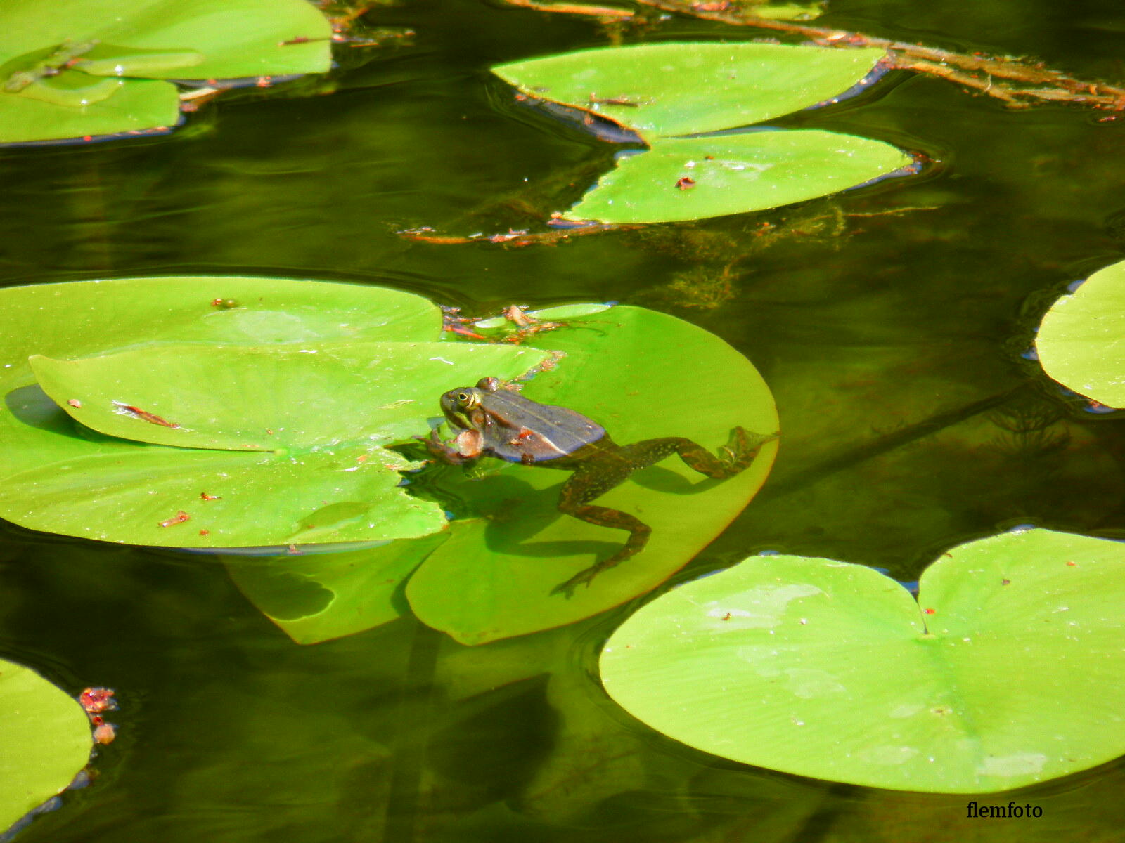 photo "Nature." tags: , 
