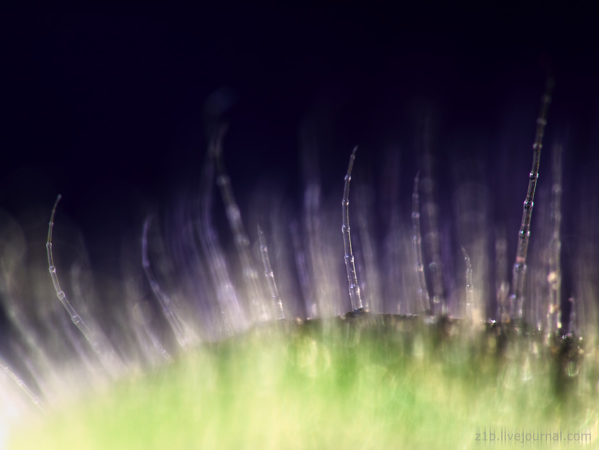 photo "***" tags: macro and close-up, nature, flowers