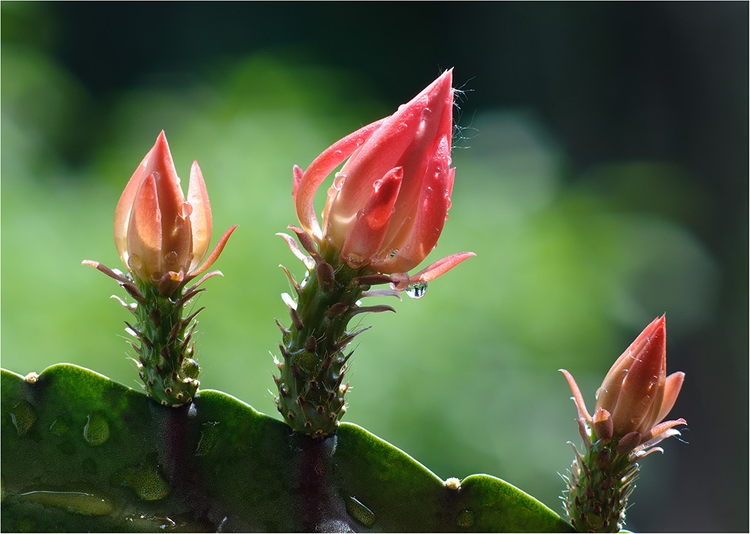 photo "Cactus bloom" tags: nature, flowers