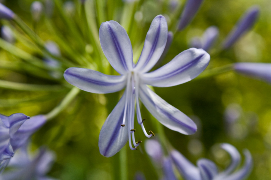 photo "***" tags: nature, flowers