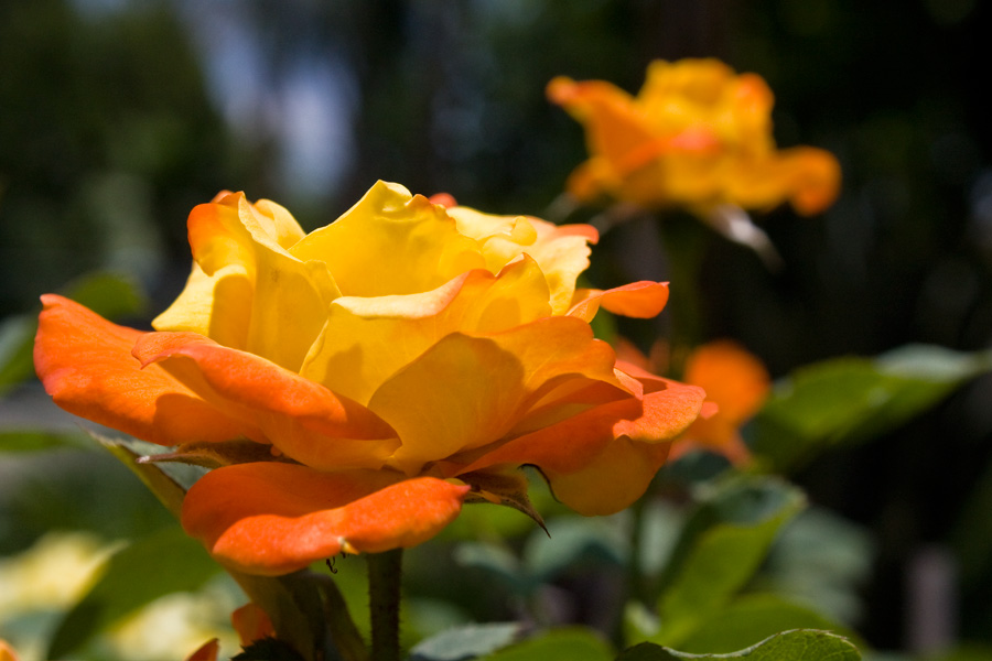 photo "***" tags: nature, flowers