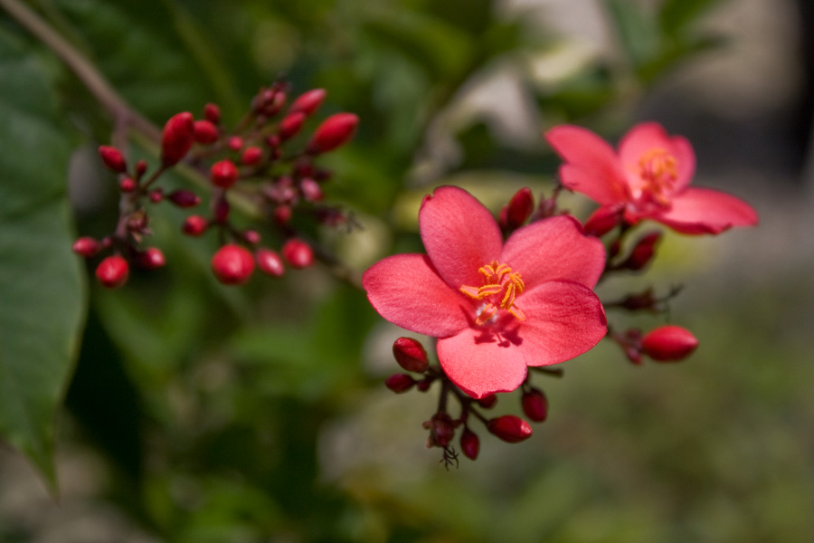 photo "***" tags: nature, flowers