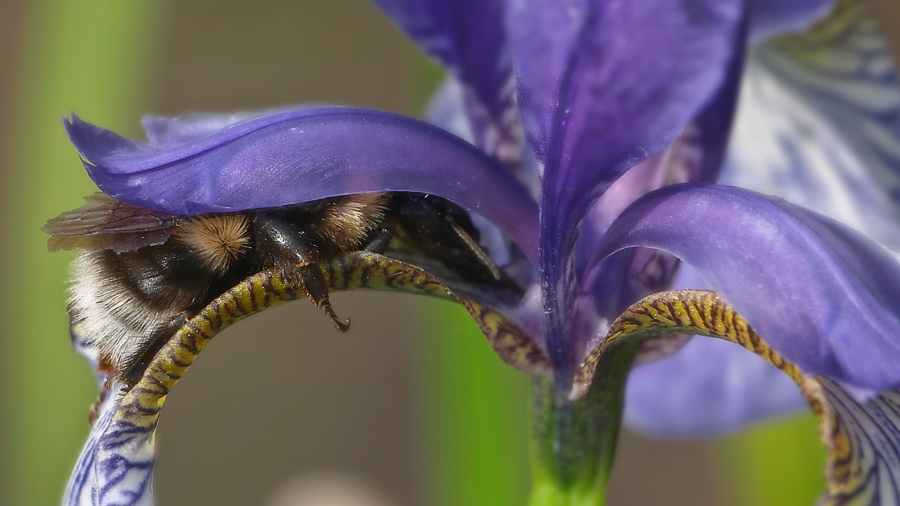 photo "Midday dream" tags: nature, macro and close-up, insect