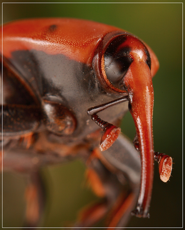 photo "***" tags: macro and close-up, 