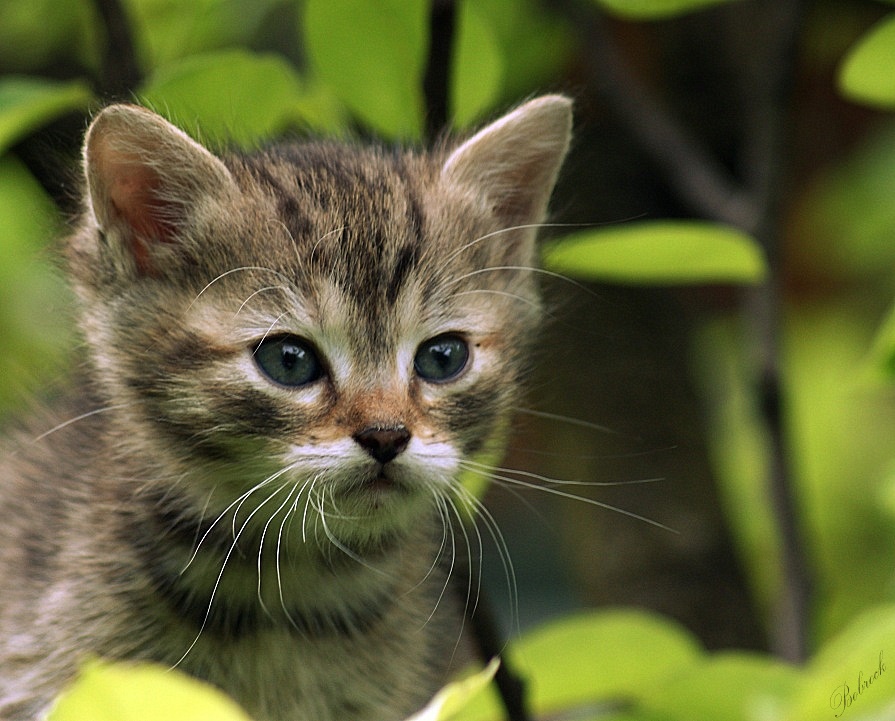 photo "Hunter" tags: nature, pets/farm animals