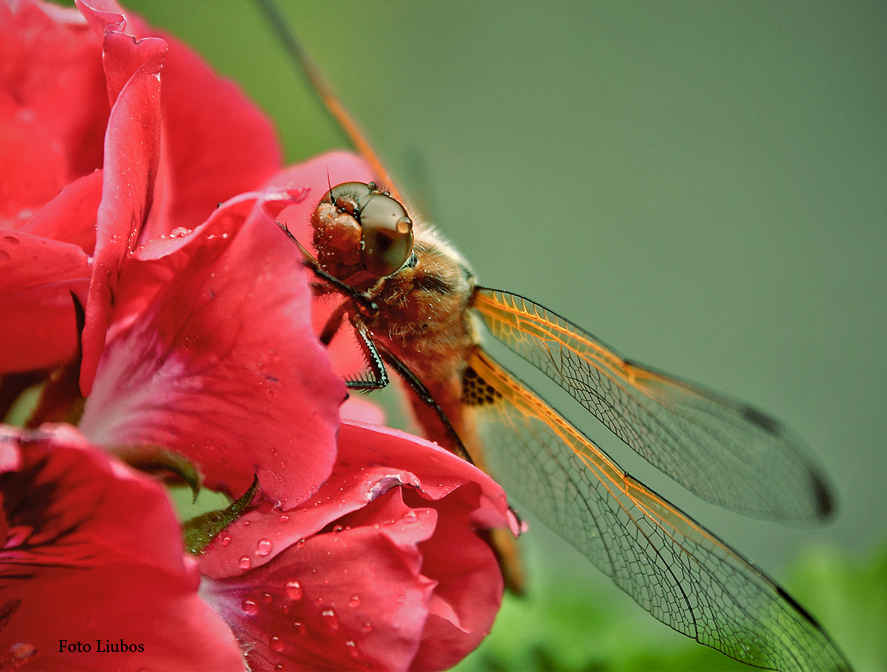 фото "влюблённая стрекоза" метки: природа, насекомое
