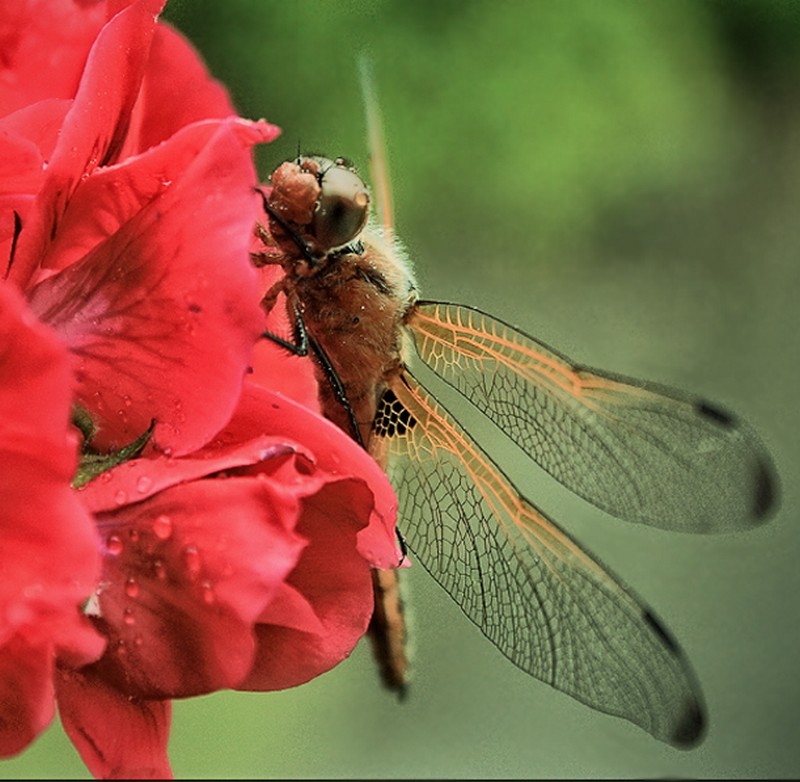 фото "цветок и стрекоза" метки: природа, насекомое