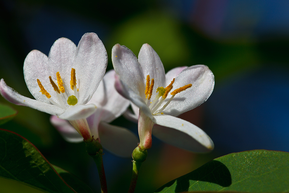 photo "***" tags: nature, flowers