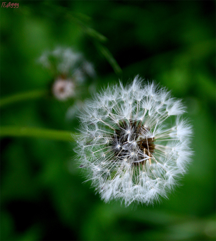 photo "***" tags: nature, flowers