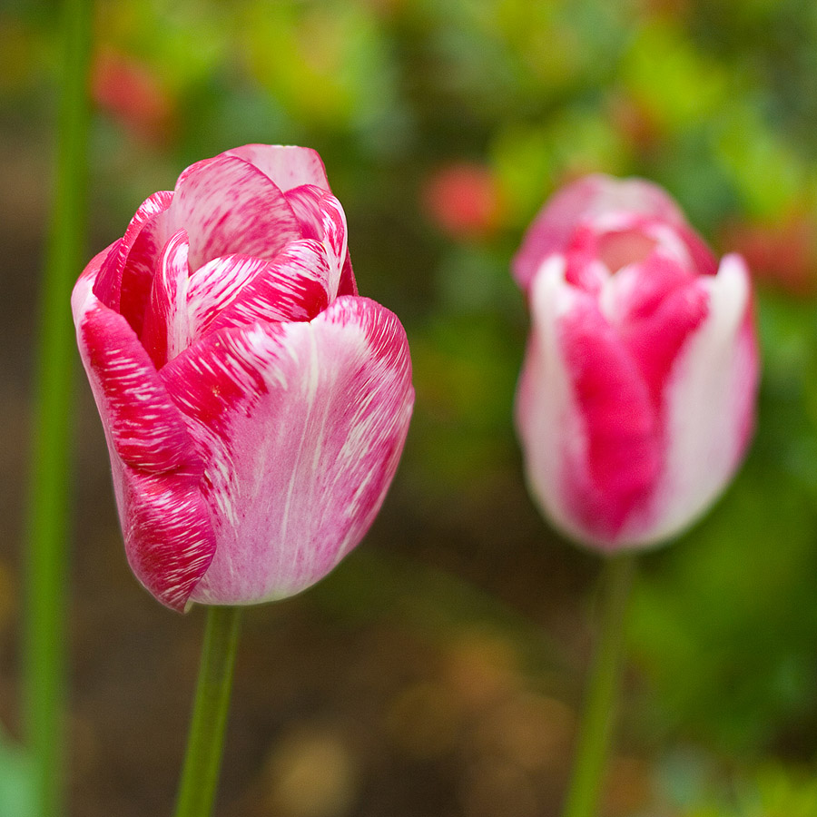 photo "brother" tags: nature, still life, flowers