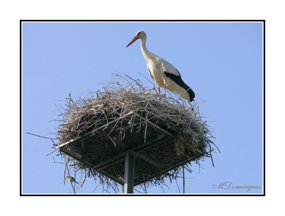 photo "Stork" tags: nature, wild animals