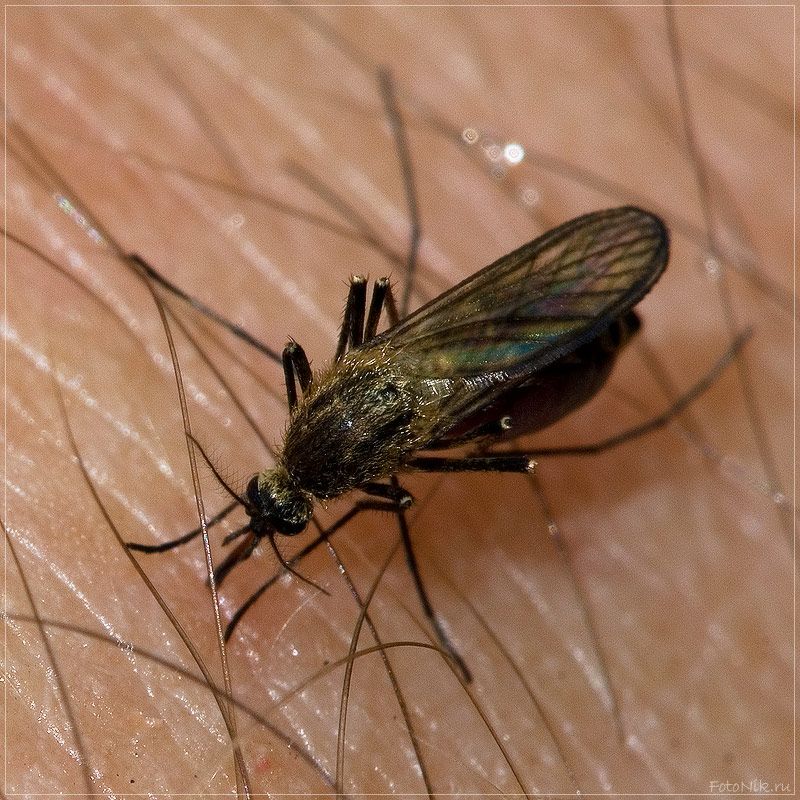 photo "Bon appetit!" tags: macro and close-up, nature, insect