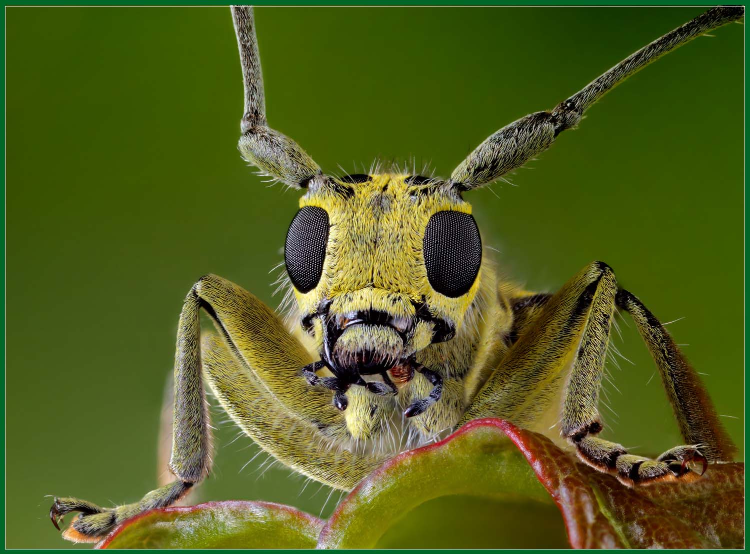 фото "Портрет жука-усача" метки: макро и крупный план, природа, насекомое