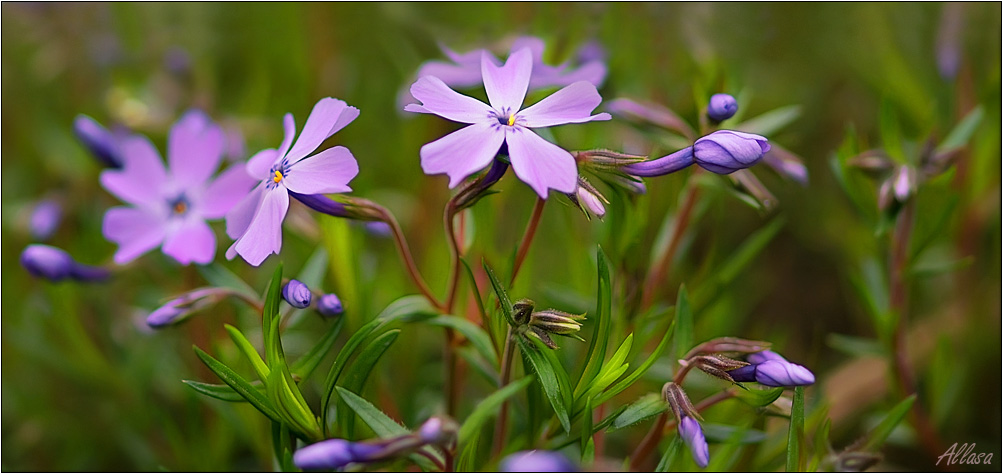 photo "***" tags: nature, humor, flowers