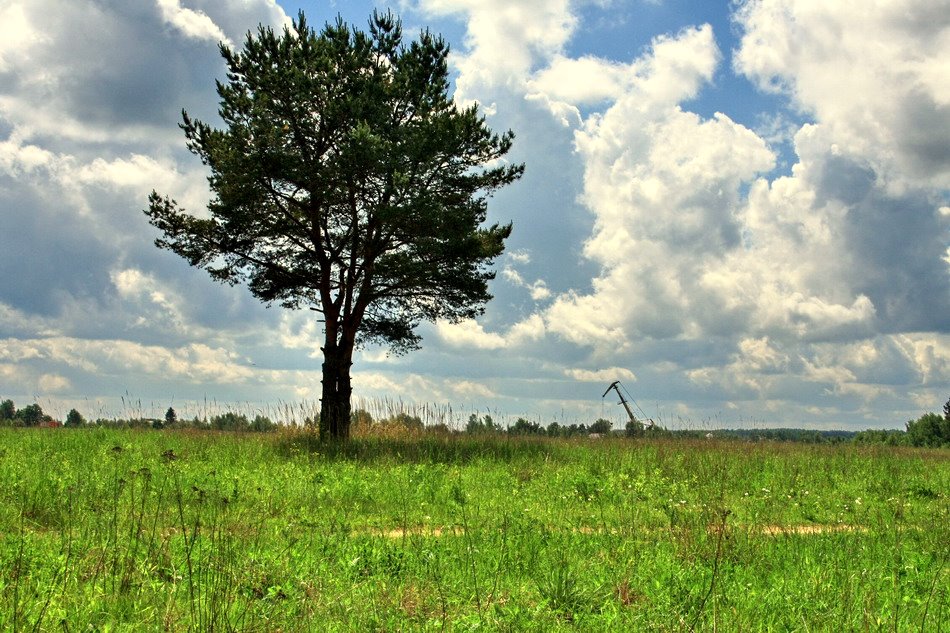 фото "Одинокое дерево наблюдает добычу нефти под Москвою" метки: пейзаж, путешествия, 
