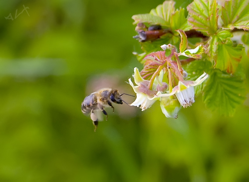 фото "Летит Пчела" метки: макро и крупный план, природа, насекомое