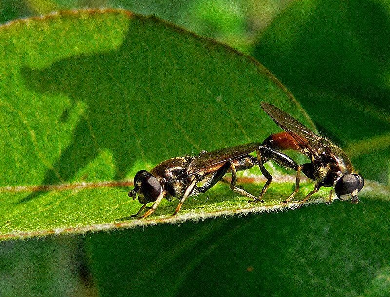 photo "***" tags: nature, insect