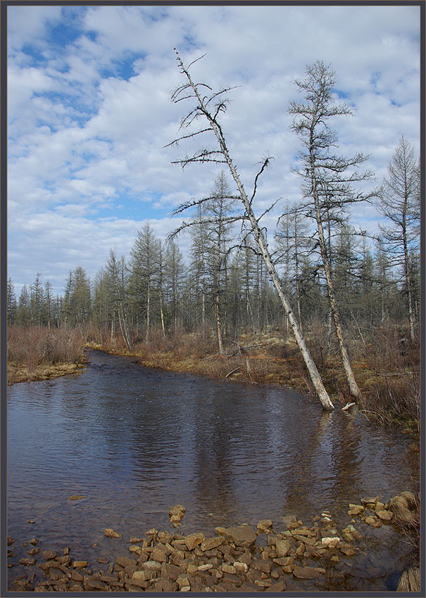 photo "***" tags: landscape, forest, spring