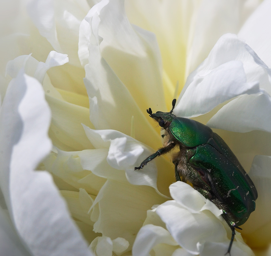 photo "In white" tags: nature, macro and close-up, insect