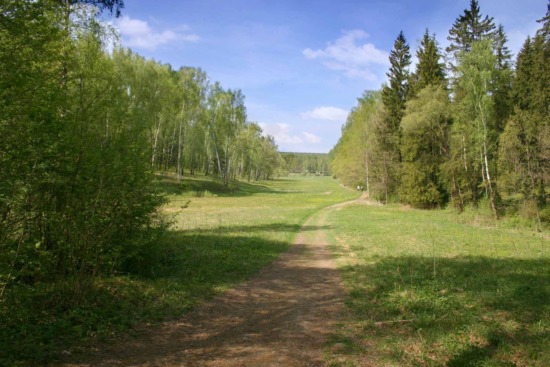 photo "***" tags: landscape, forest, summer