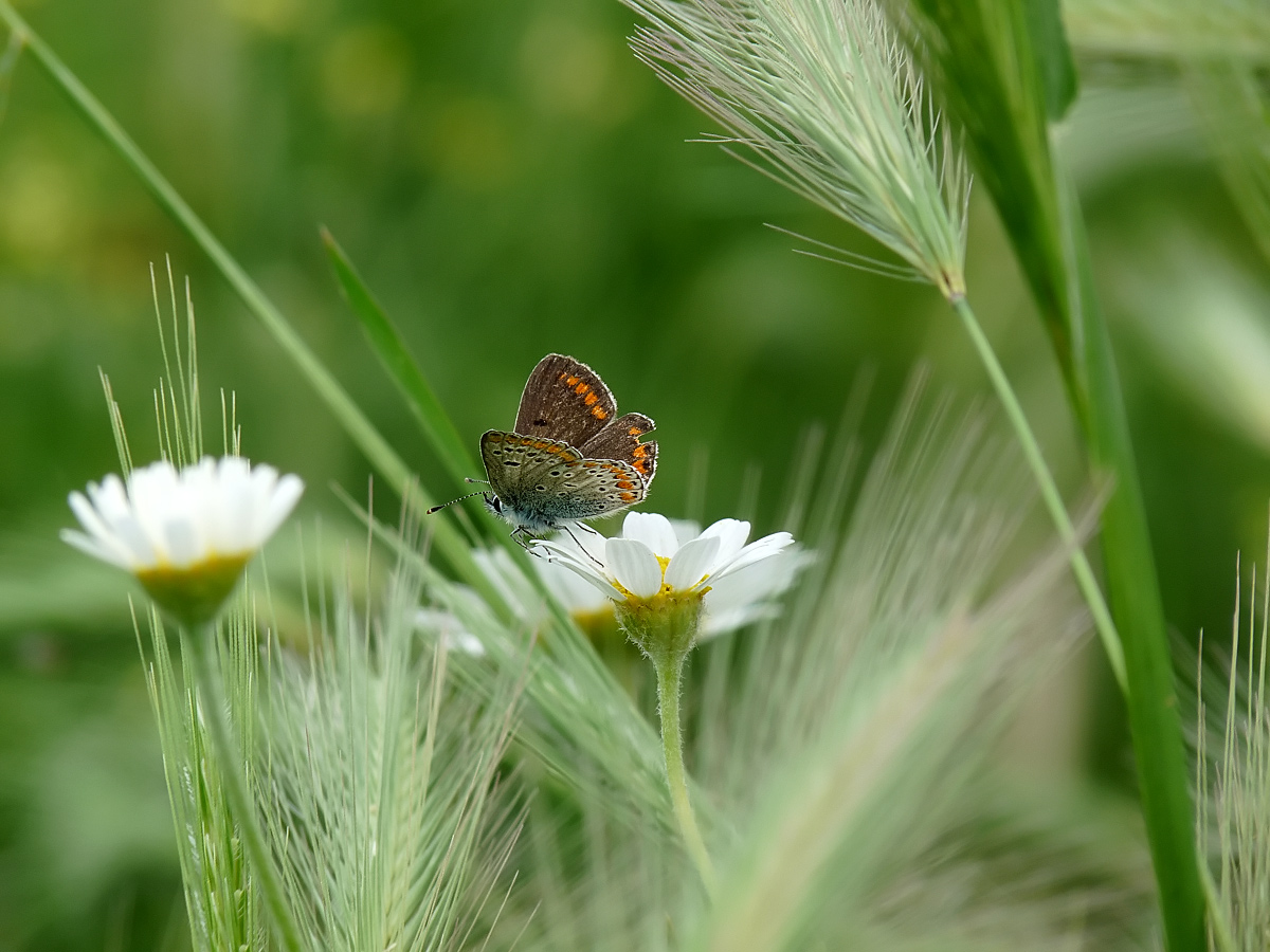 photo "***" tags: nature, 