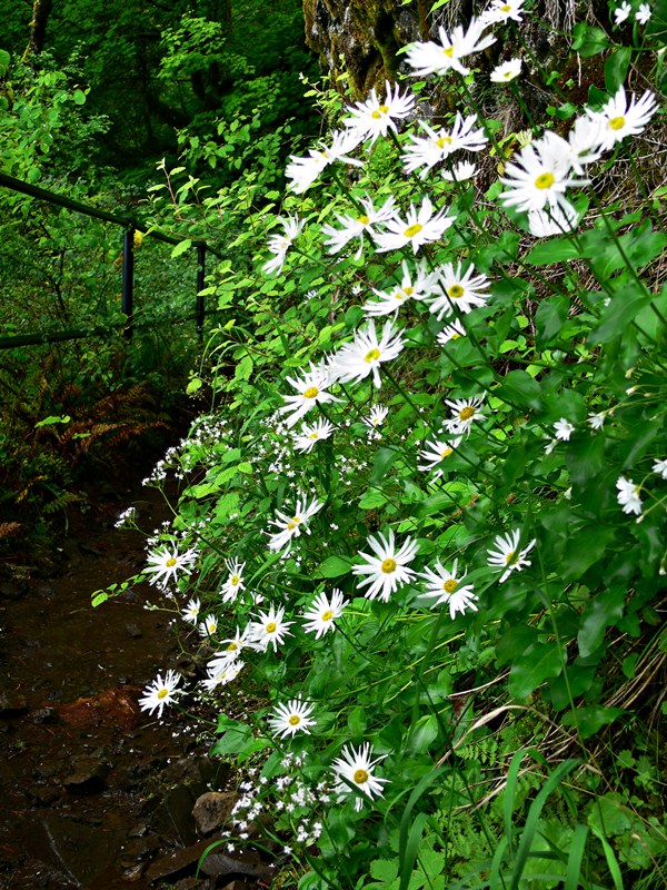 photo "***" tags: nature, flowers