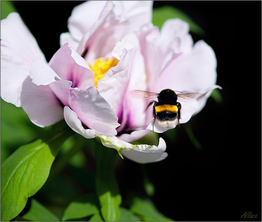 photo "***" tags: nature, flowers, insect