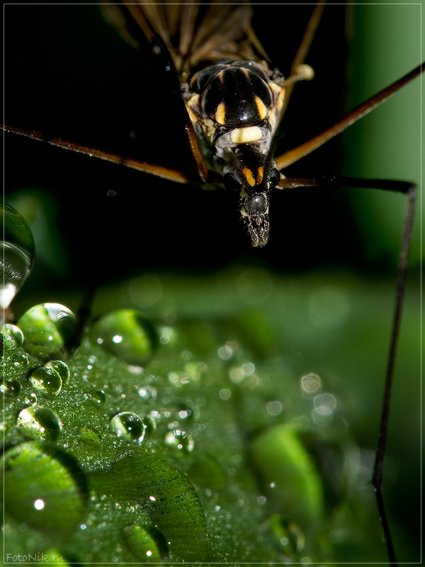 photo "All mine!" tags: macro and close-up, misc., 