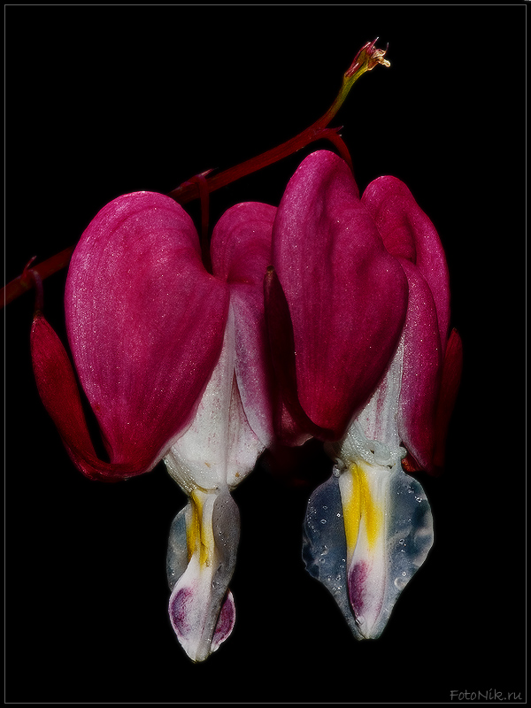 photo "4119" tags: nature, macro and close-up, flowers