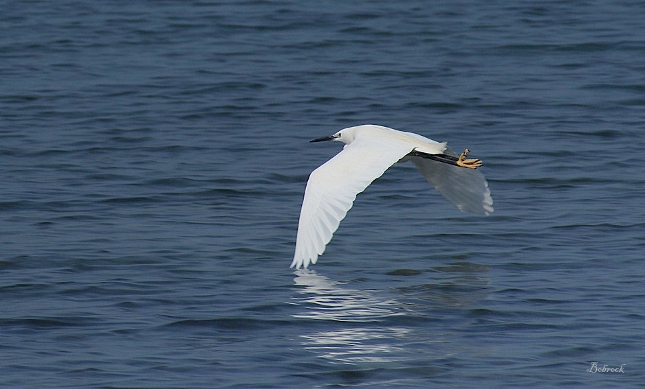 photo "To fly away" tags: nature, wild animals