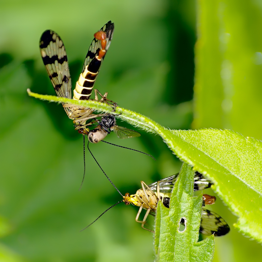 photo "***" tags: nature, insect