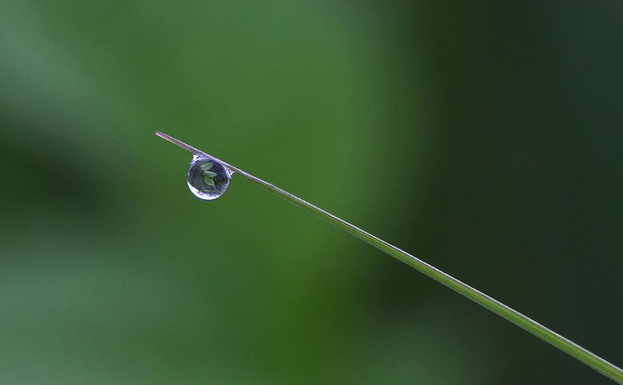 photo "***" tags: nature, macro and close-up, flowers