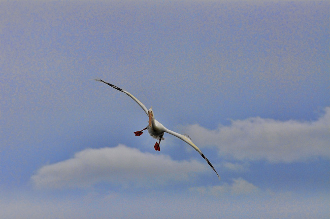 photo ""... pelican flight check gear down, Cleared to Land."" tags: nature, wild animals