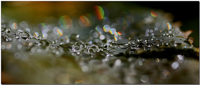 photo "***" tags: macro and close-up, fragment, 