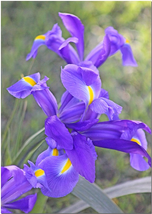 photo "***" tags: nature, flowers