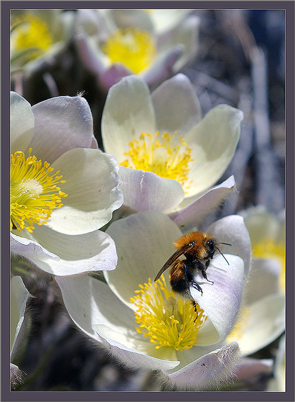 photo "***" tags: nature, flowers, insect